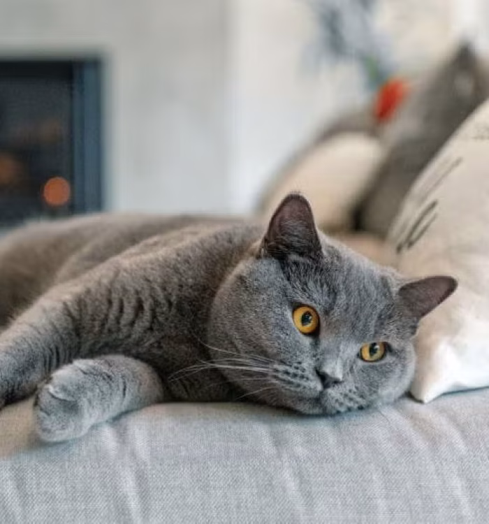 British Shorthair.2