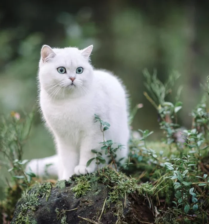 white_british_shorthair